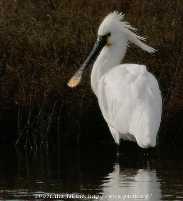0902spoonbill005