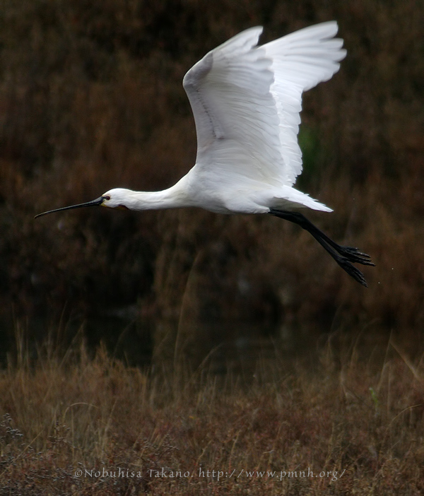 0902spoonbill303