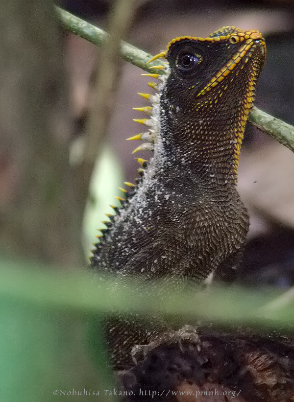 0908acanthosauracapra014