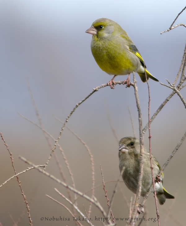 0902greenfinch022