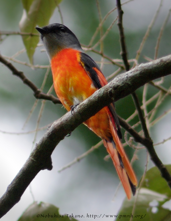 0911ythroatedminivet26