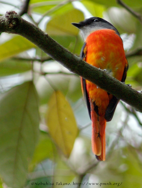 0911ythroatedminivet27