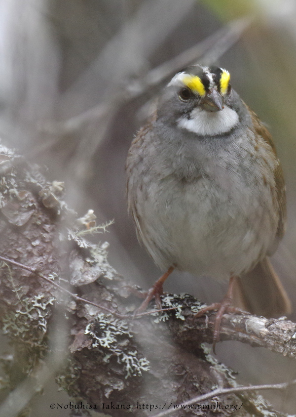 1805as_white_throated_sparrow@wonderland3483