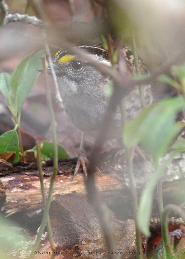 1805as_white_throated_sparrow@wonderland8513