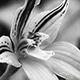 0309cowslip_orchid01_w