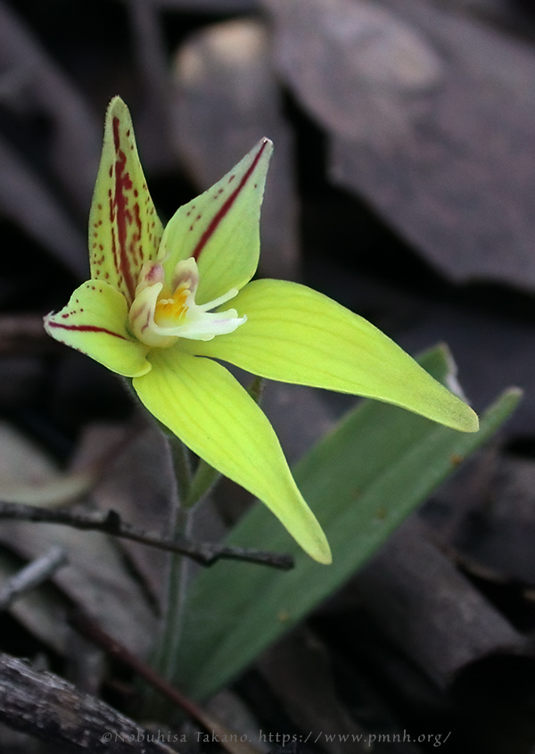 0309pl_cowslip_orchid0114