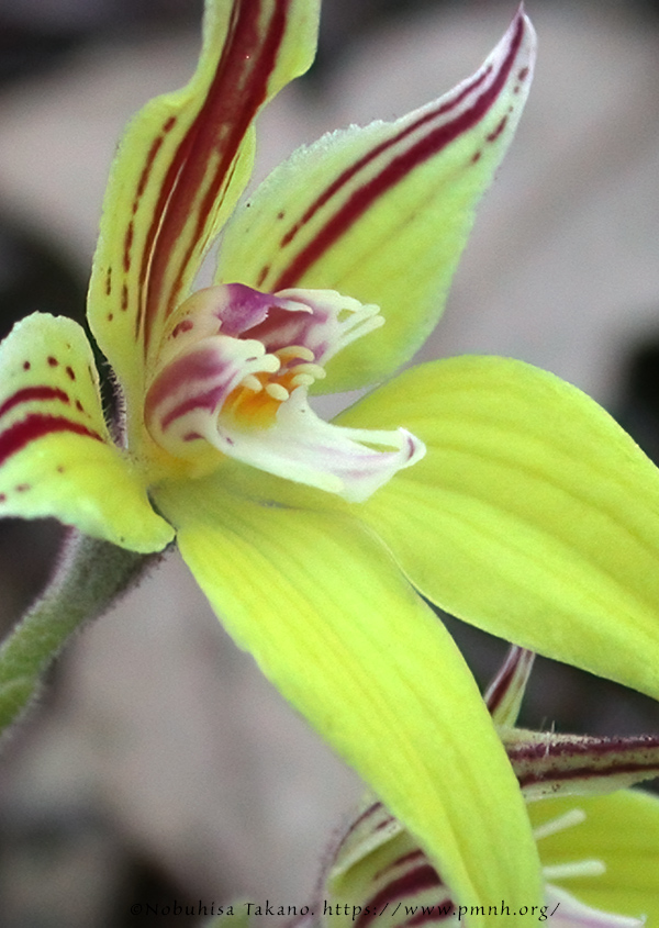 0309pl_cowslip_orchid0116