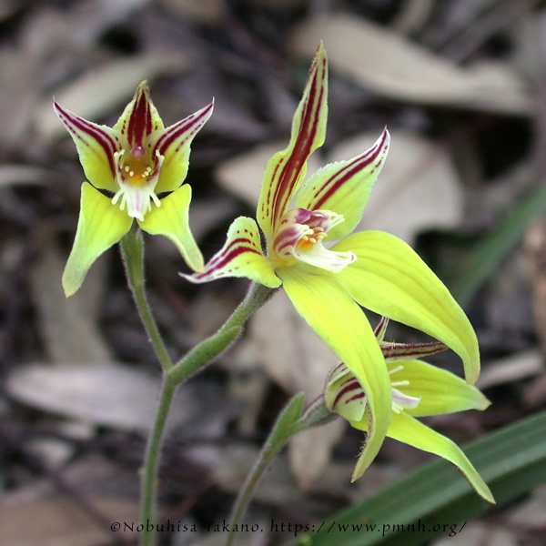 0309pl_cowslip_orchid0117