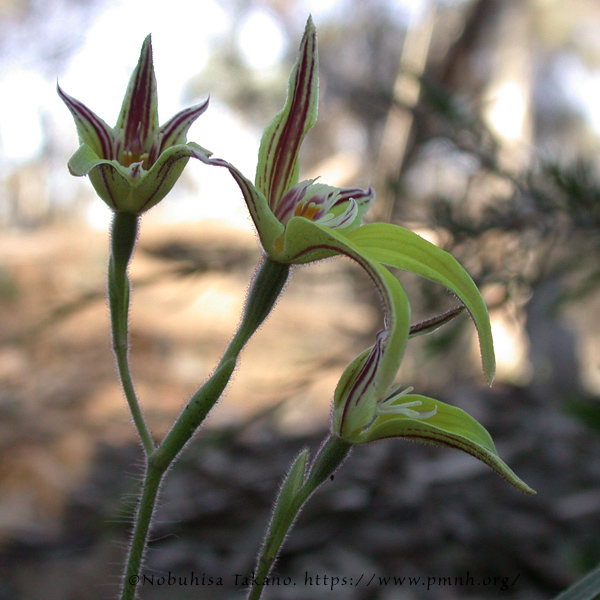 0309pl_cowslip_orchid0118